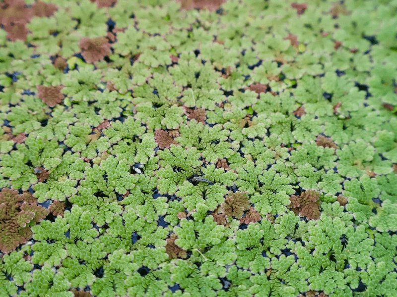 Azolla Filiculoides "Fairy Moss"