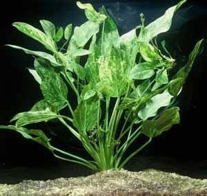 Marble Queen Sword Echinodorus Cordifolius