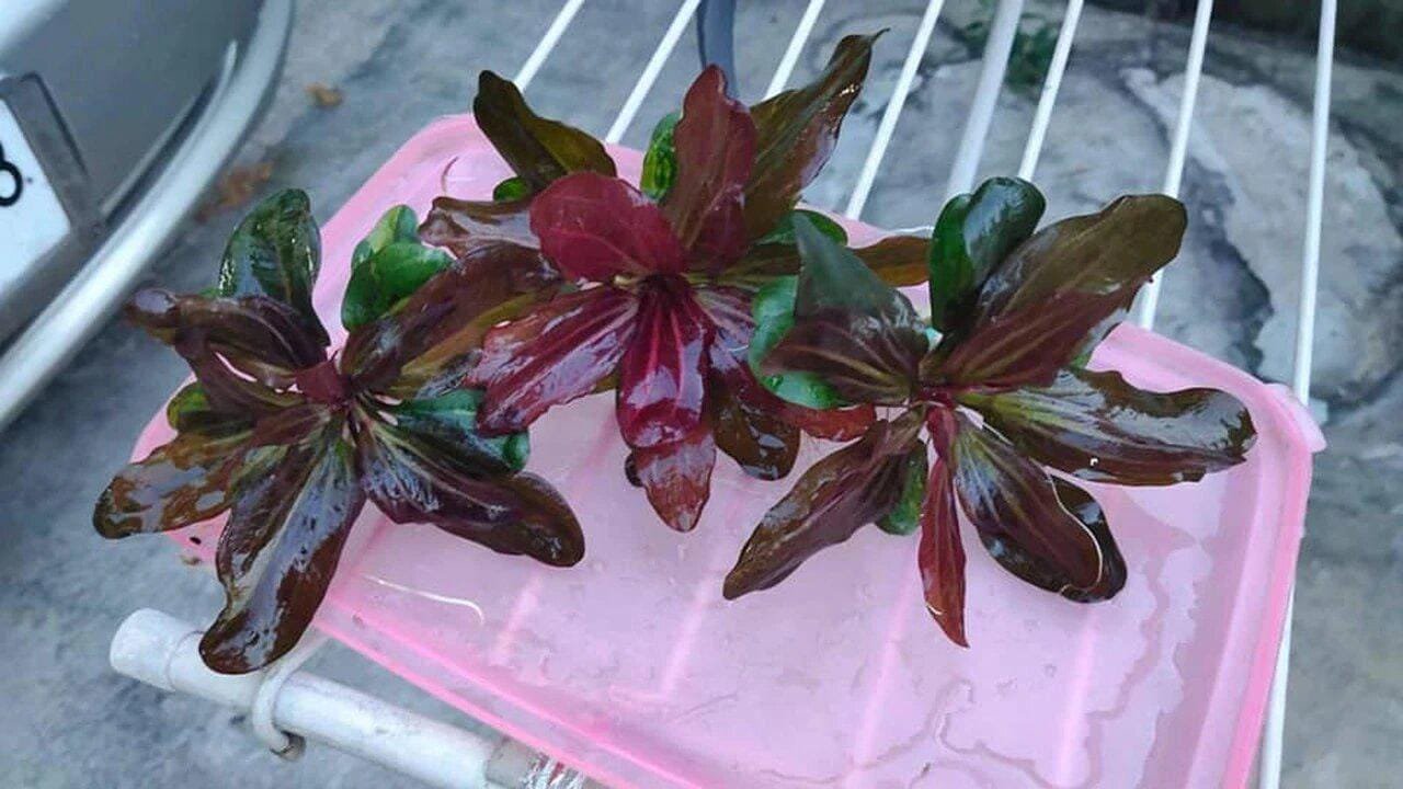 CANTON AQUATICS Live Aquarium Amazon Sword Echinodorus Red Pearl Plant - Natural Cleaning Filter for Water - Long Lasting & Easy to Maintain Aquatic Plants - Suitable for Winter & Summer - 2" Pot
