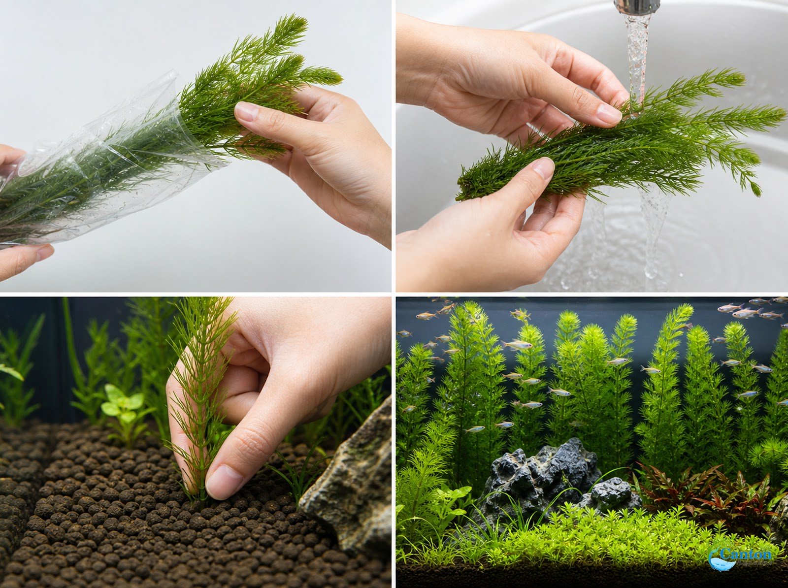 3 Pack Hornwort Bundle