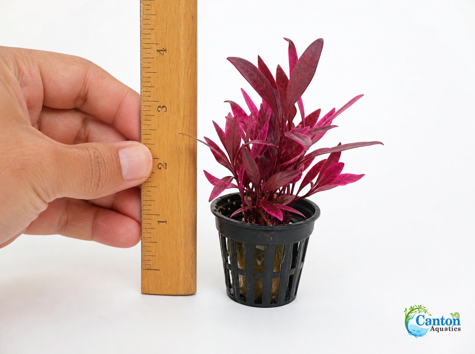 Alternanthera Reineckii Tissue Culture