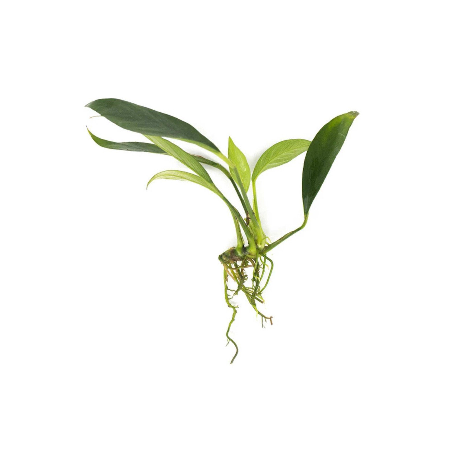 Anubias Congensis