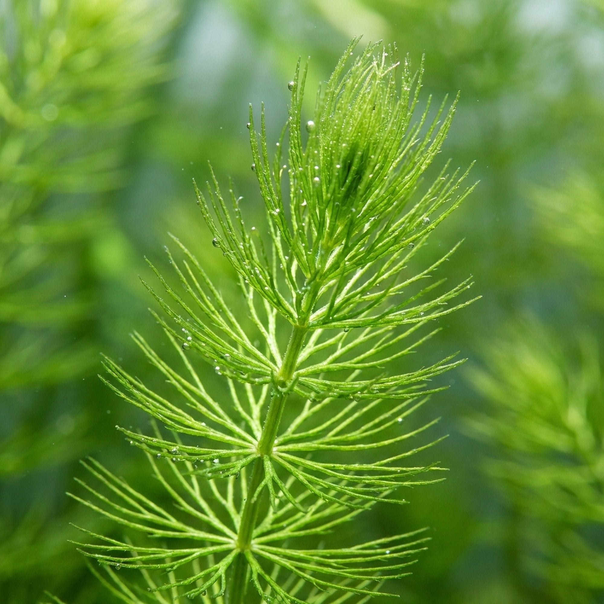 6 Hornwort Bunches