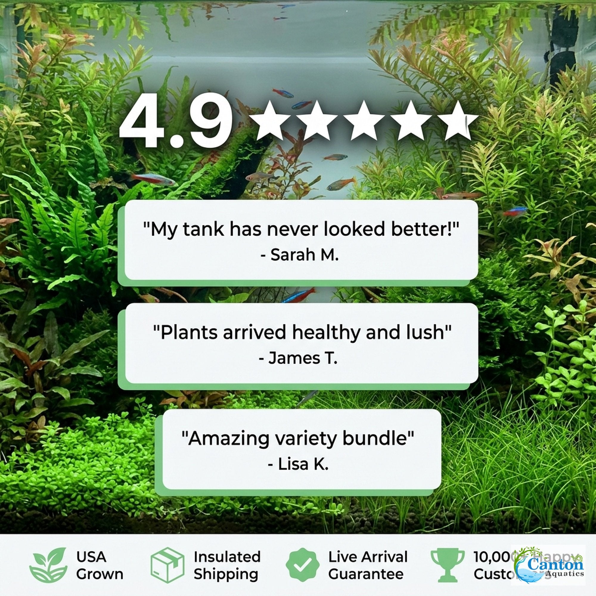 Aquarium Plant Bundle: Anubias, Amazon & Chain Sword