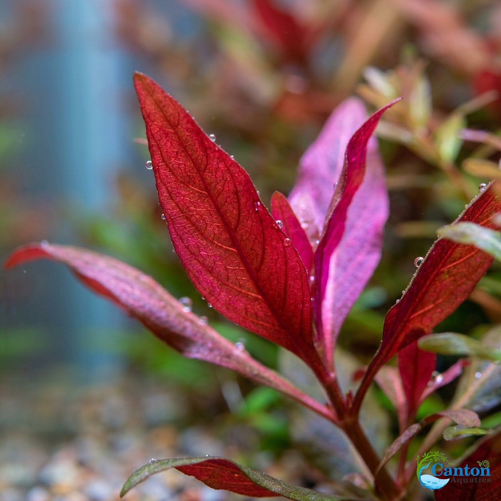 Scarlet Temple (Alternanthera Reineckii)
