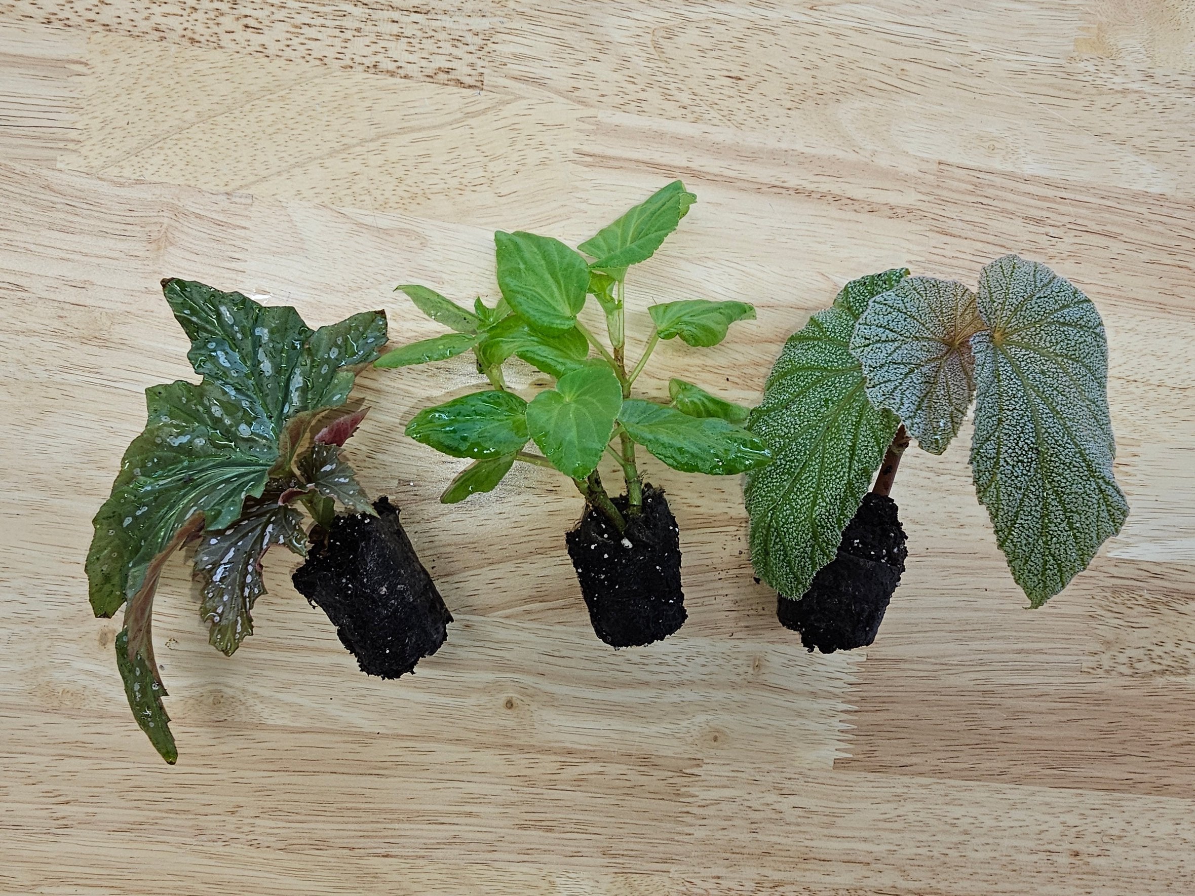 Angel Wing Begonia Assorted Starter Plant Bundle