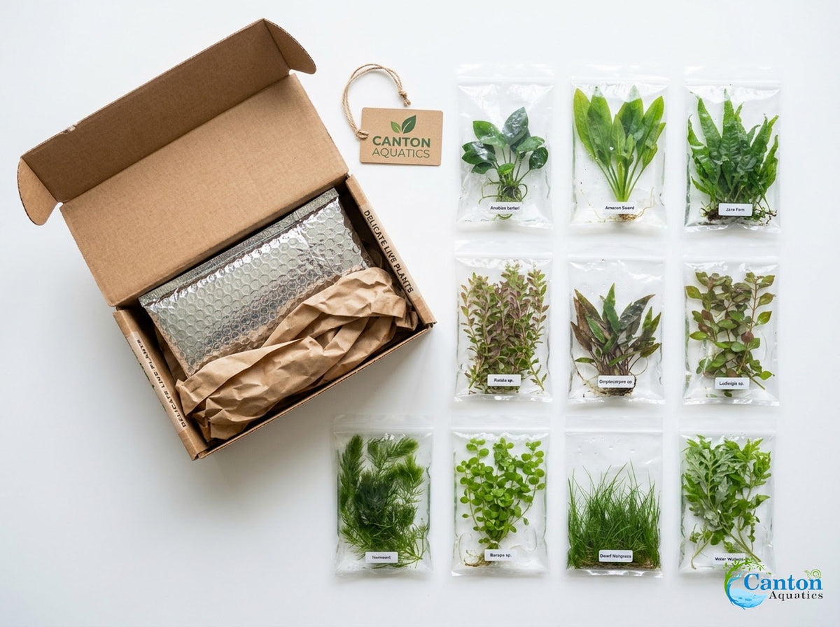CANTON AQUATICS Beginner's 10-Pack Aquarium Live Plants Bundle - Ideal for Freshwater Tanks - Easy Care, Low Maintenance, & Vibrant Greenery for a Thriving Aquatic Habitat - 10 Plant Bundle