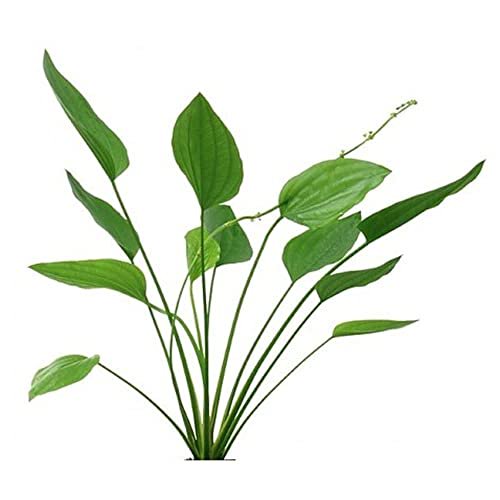 Grandifolius Rangeri Sword Argentinensis Medium