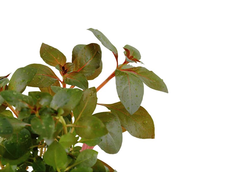 Ludwigia Repens Red 2 Inch Pot