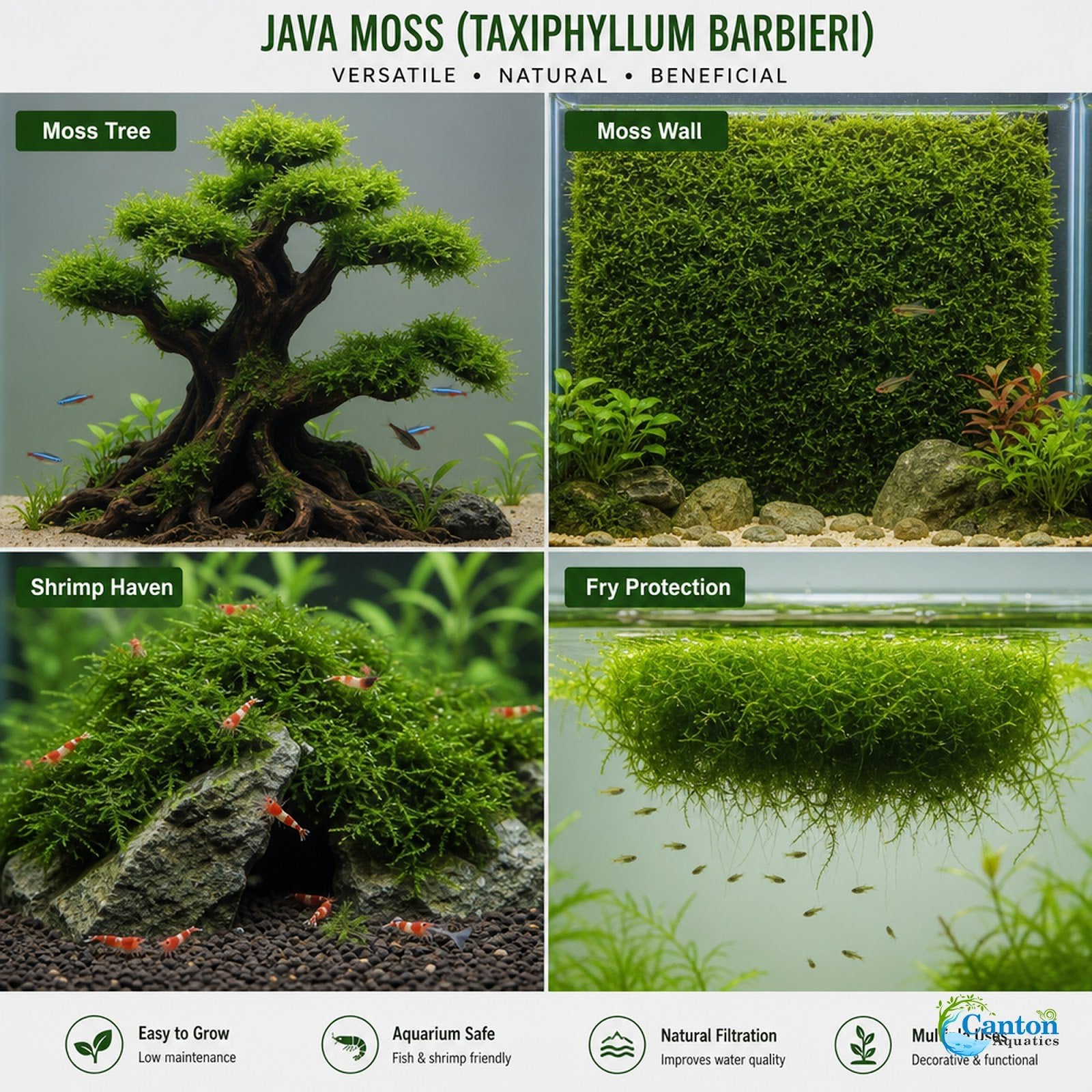 5 Java Moss Portions Taxiphyllum Barbieri