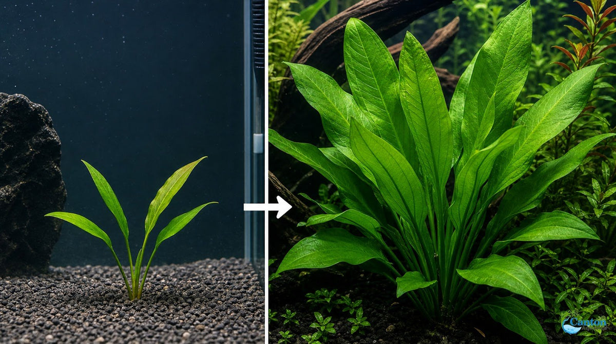 Amazon Sword Echinodorus Kleiner Bar