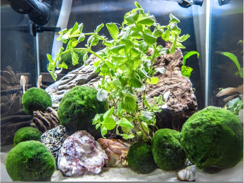 Hygrophila Difformis Water Wisteria