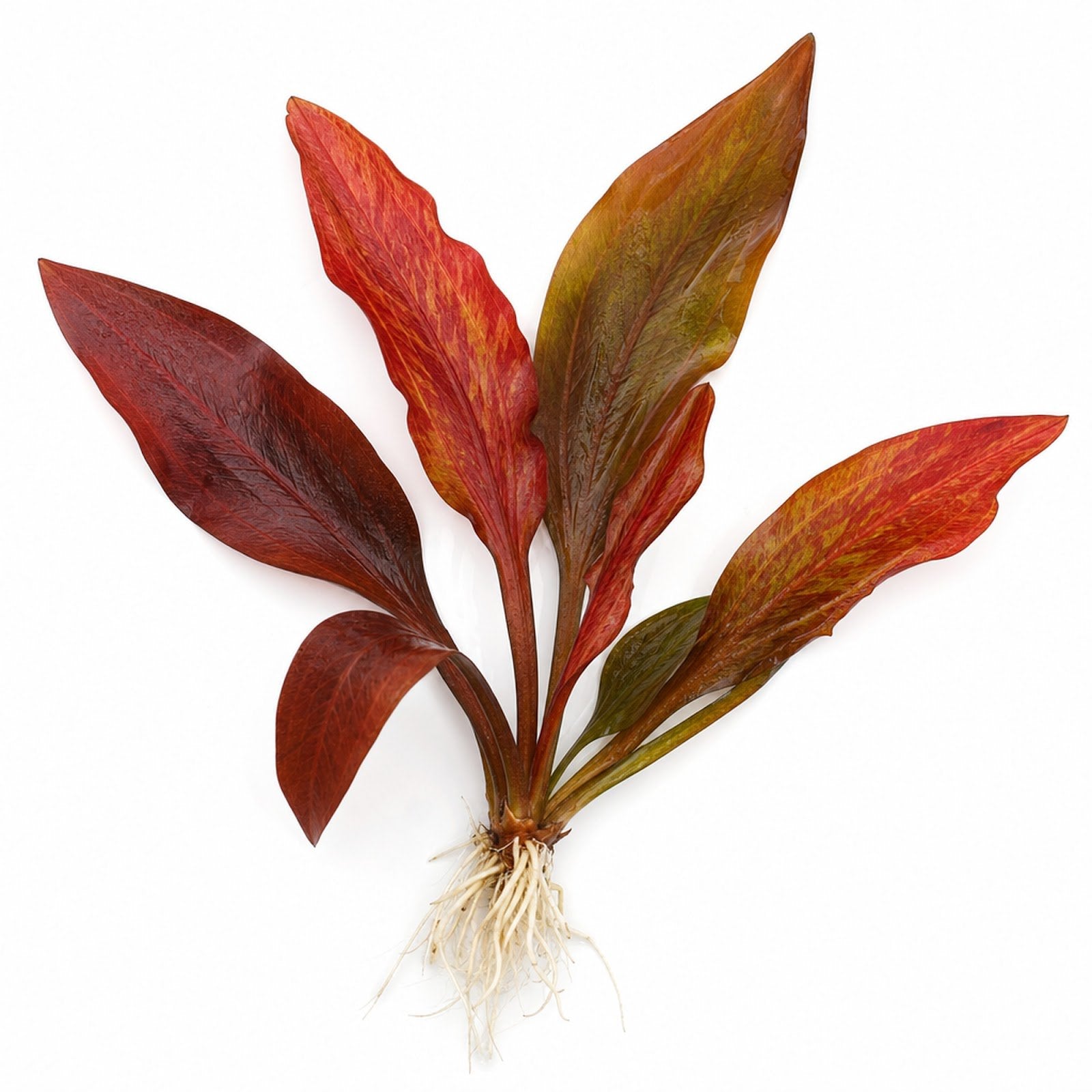 Amazon Sword Echinodorus Red Flame