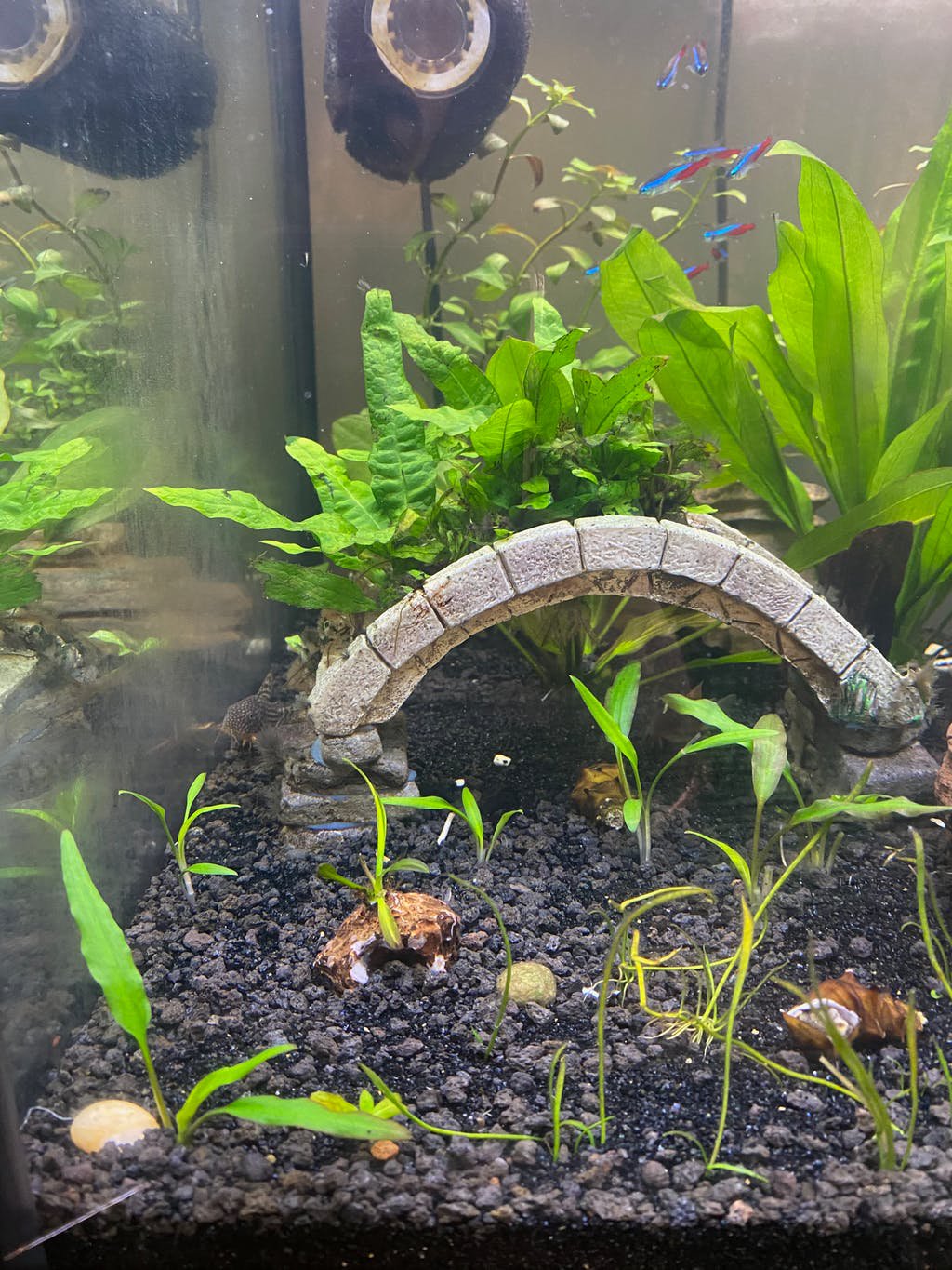 Cryptocoryne Crypt Lutea