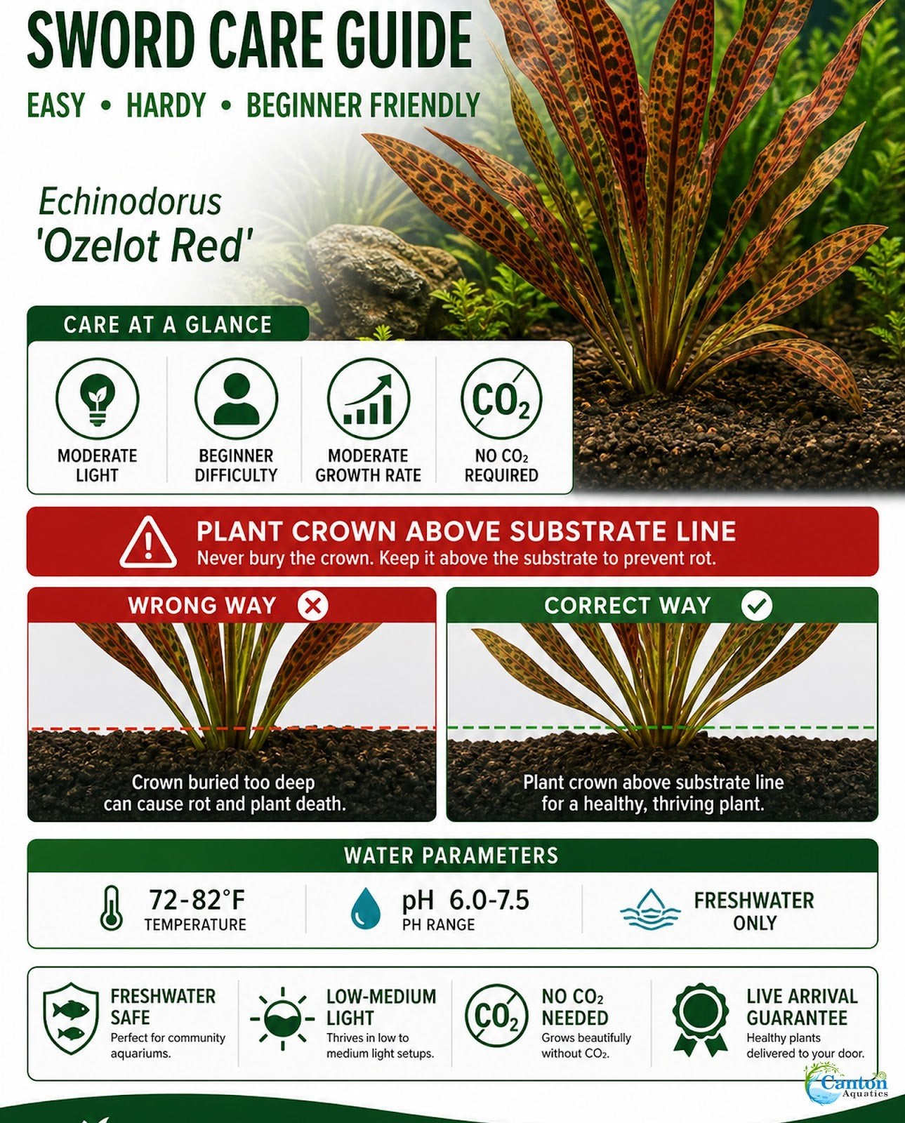 Amazon Sword Echinodorus Ozelot Red