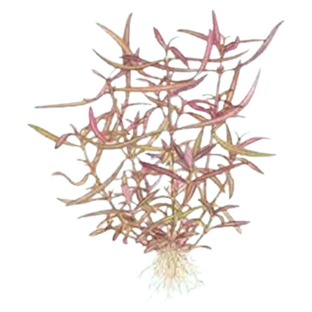 Hygro Araguaia (Hygrophila Araguaia)