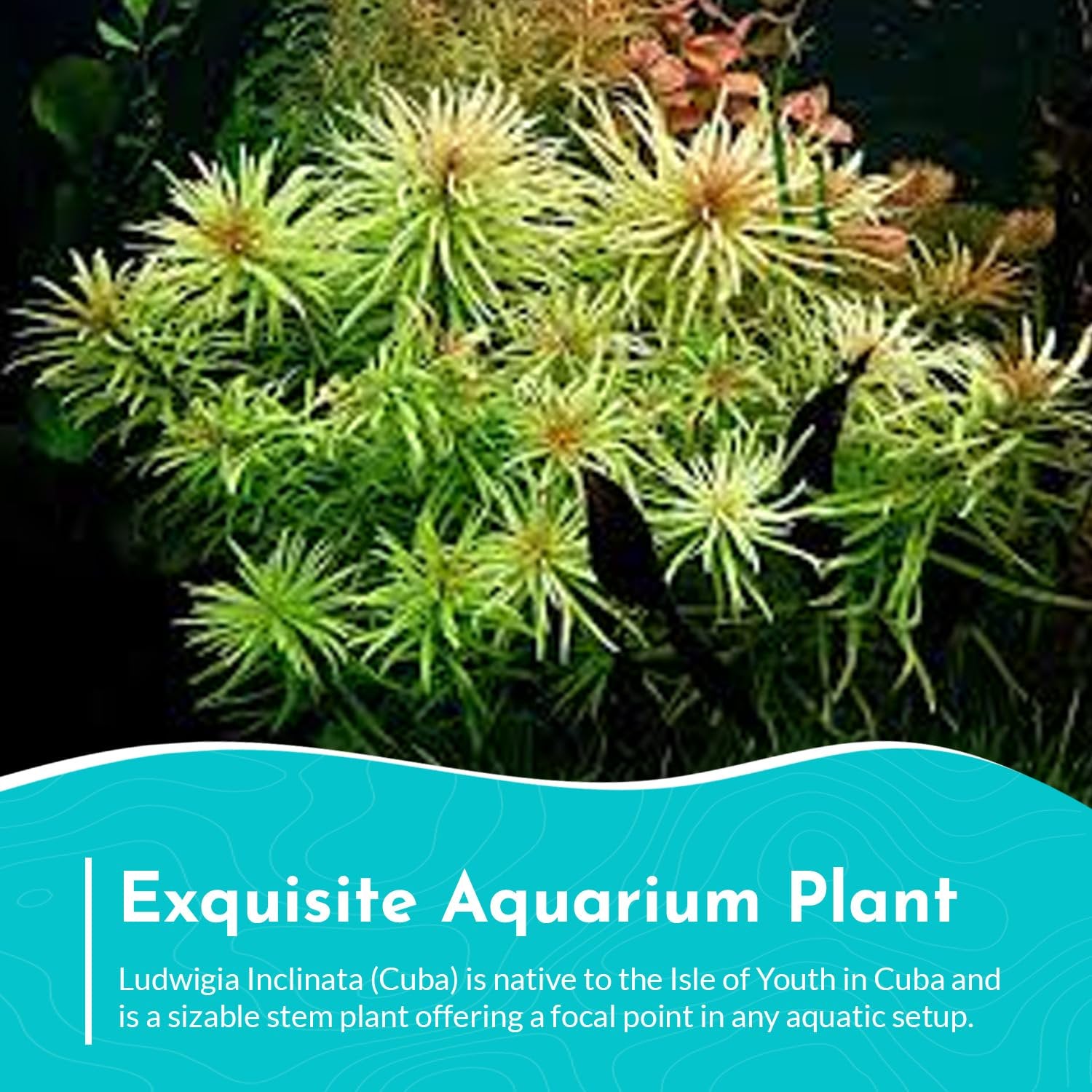 Ludwigia Inclinata RedCuba
