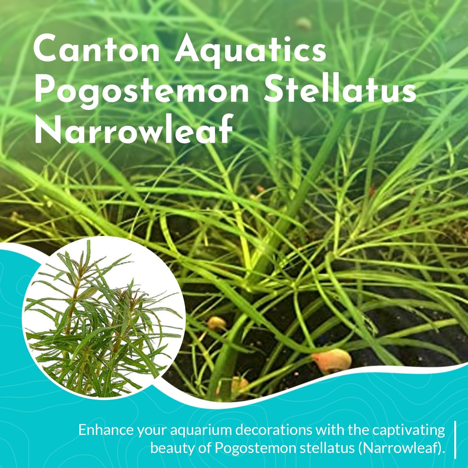 Pogostemon Stellatus Narrowleaf
