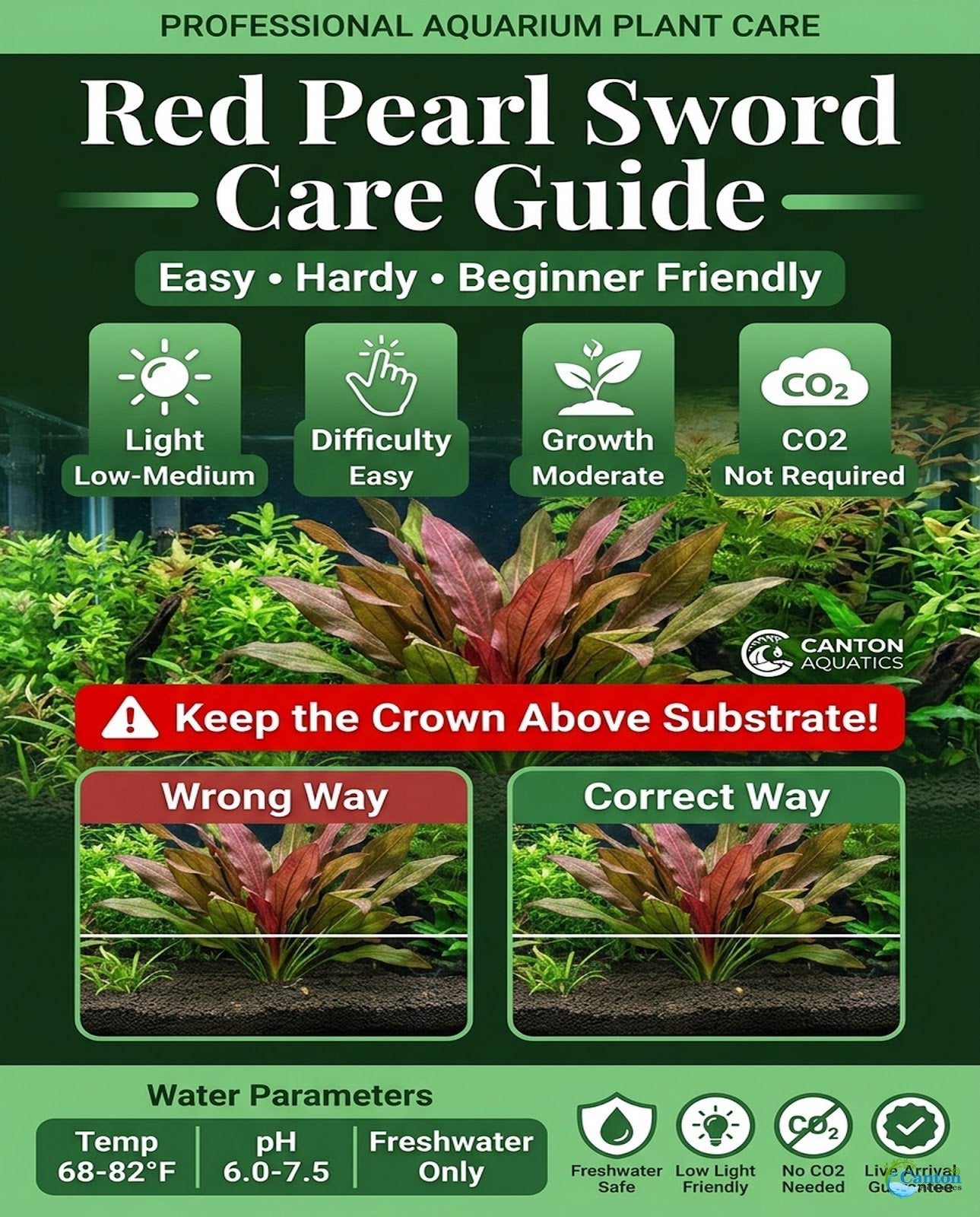 CANTON AQUATICS Live Aquarium Amazon Sword Echinodorus Red Pearl Plant - Natural Cleaning Filter for Water - Long Lasting & Easy to Maintain Aquatic Plants - Suitable for Winter & Summer - 2" Pot