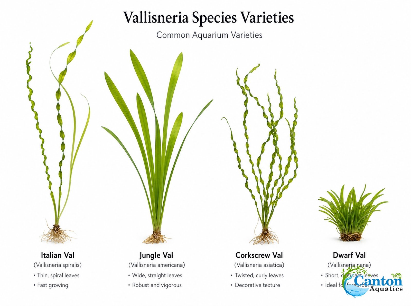 18 Plant Pack Valisnaria Vals Live Aquarium Plants