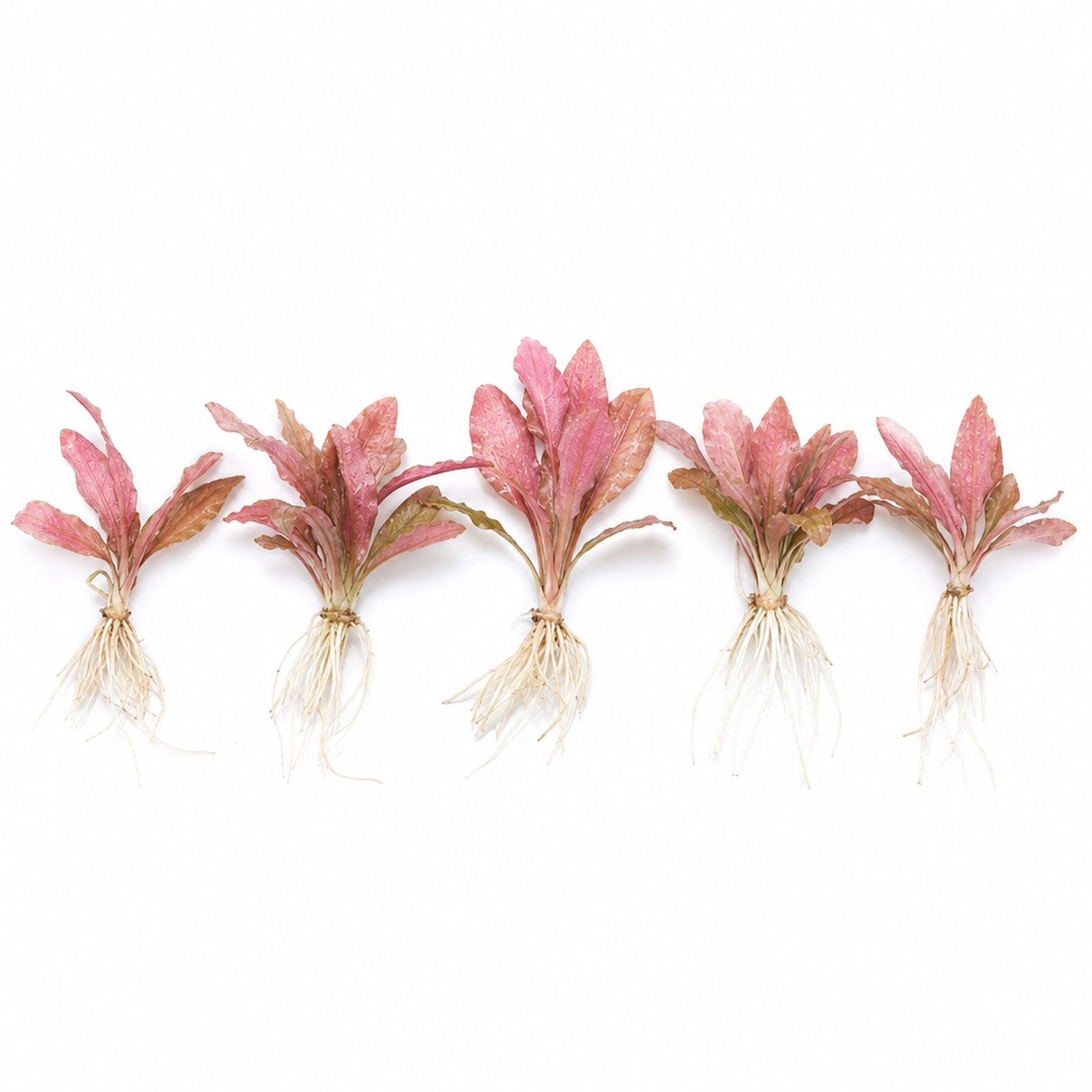 Cryptocoryne Crypt Flamingo
