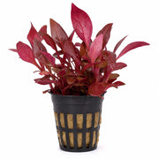 Alternanthera Reineckii Tissue Culture