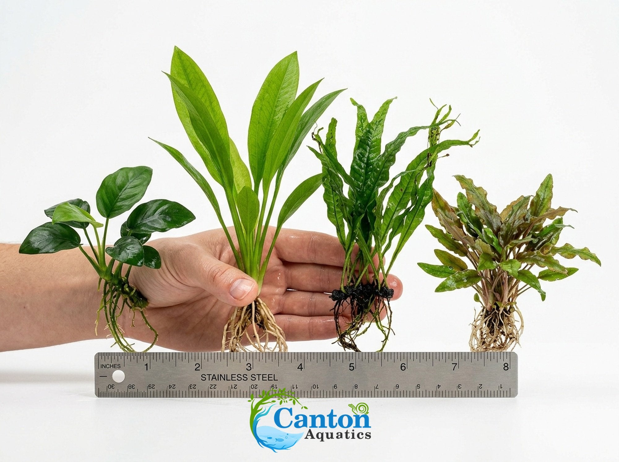 Live Aquarium Plants Essential Bundle - 4 Plants