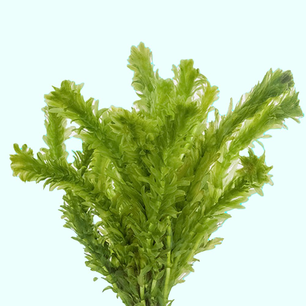 Anacharis Egeria Densa