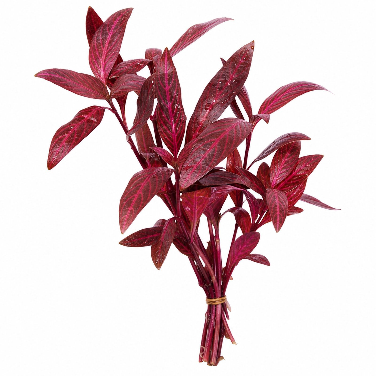 Alternanthera Rosanervig
