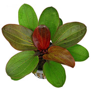 Amazon Sword Echinodorus (Red Pearl) Small