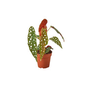 Angel Wing Begonia Maculata