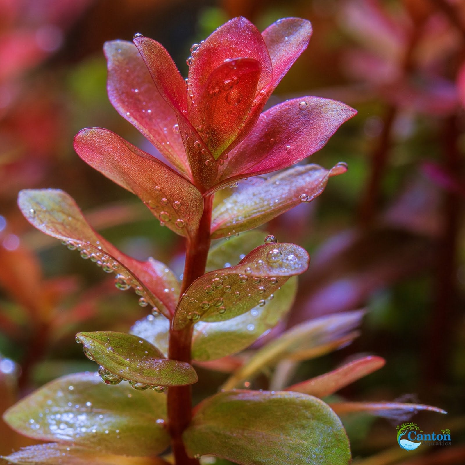 Rotala Indica