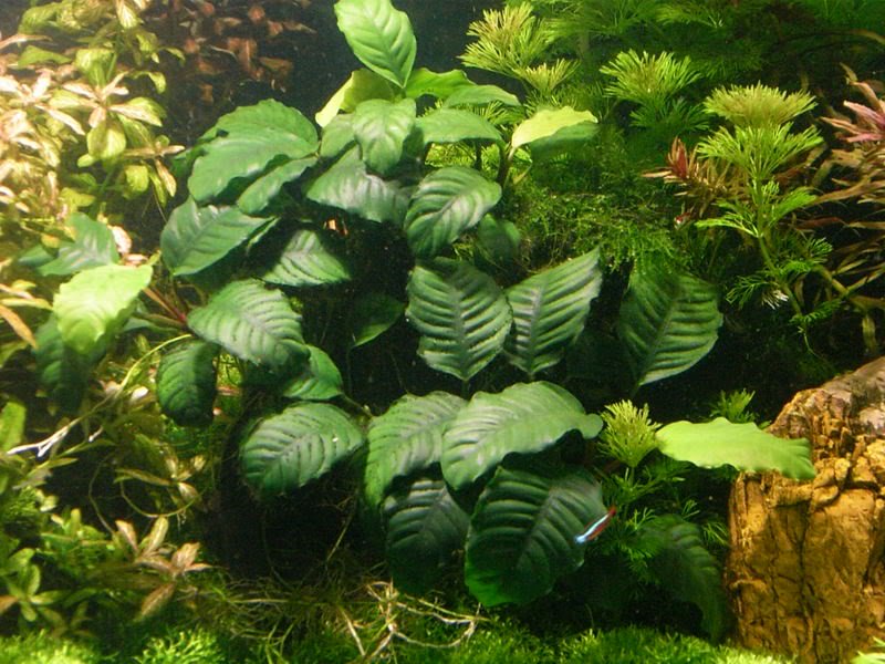 Anubias Barteri (Coffeefolia)