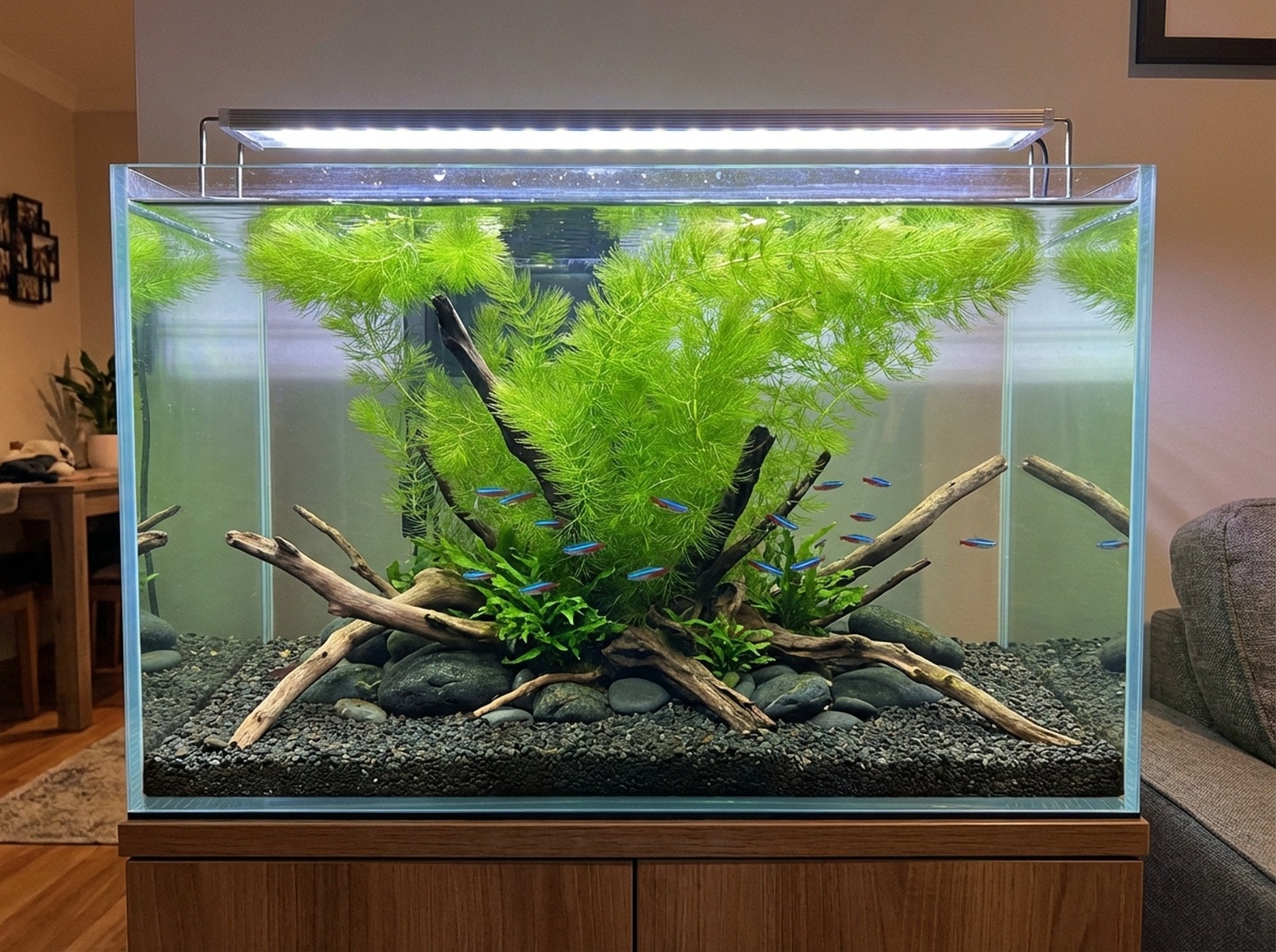 6 Hornwort Bunches