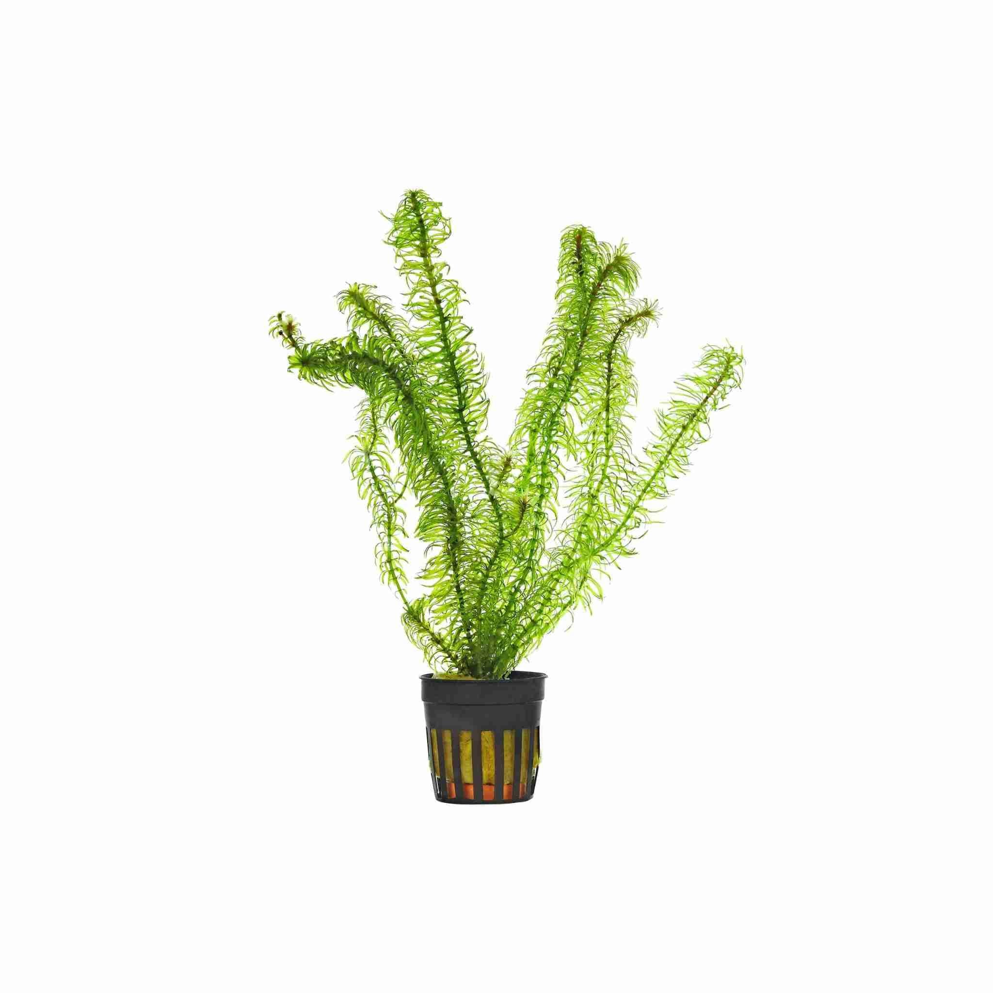 Anacharis Egeria Densa
