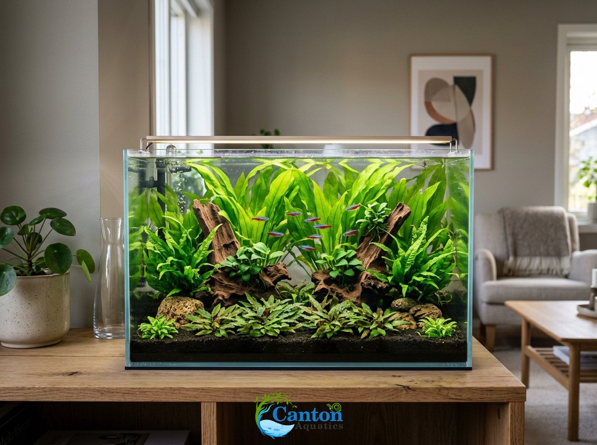 Live Aquarium Plants Essential Bundle - 4 Plants