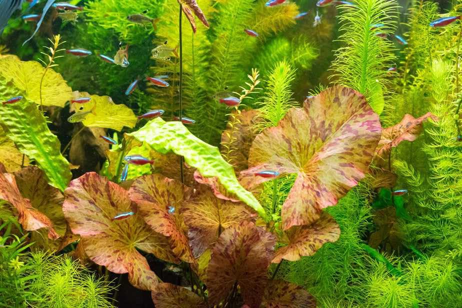 Red Flame Sword, Alternanthera Reineckii & Red Tiger Lotus Bundle