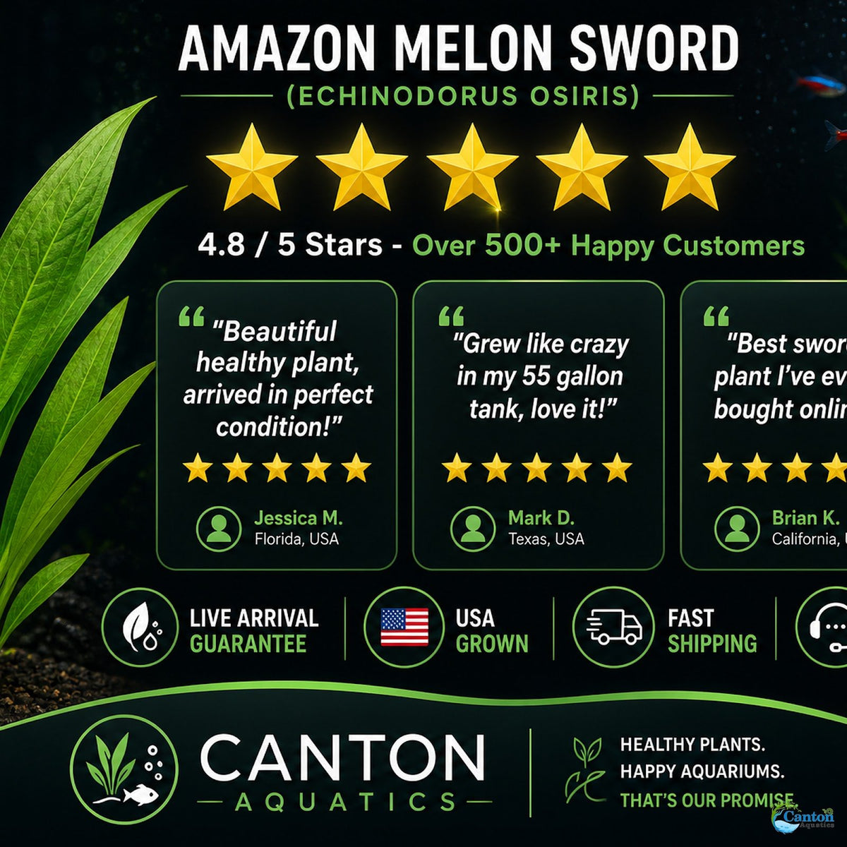 Amazon Melon Sword (Echinodorus Osiris)