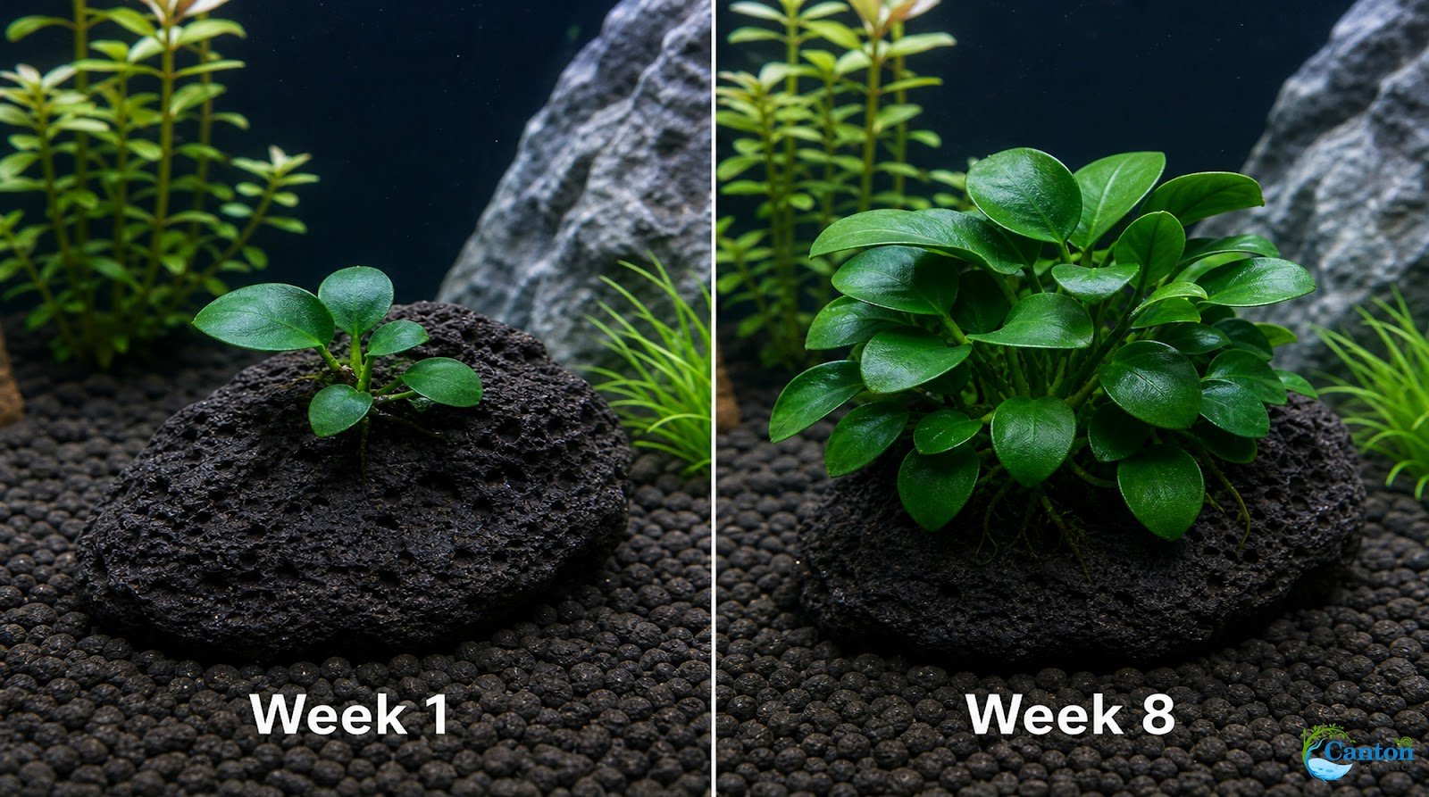 Anubias On Lava Rock