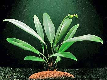 Anubias Afzelii