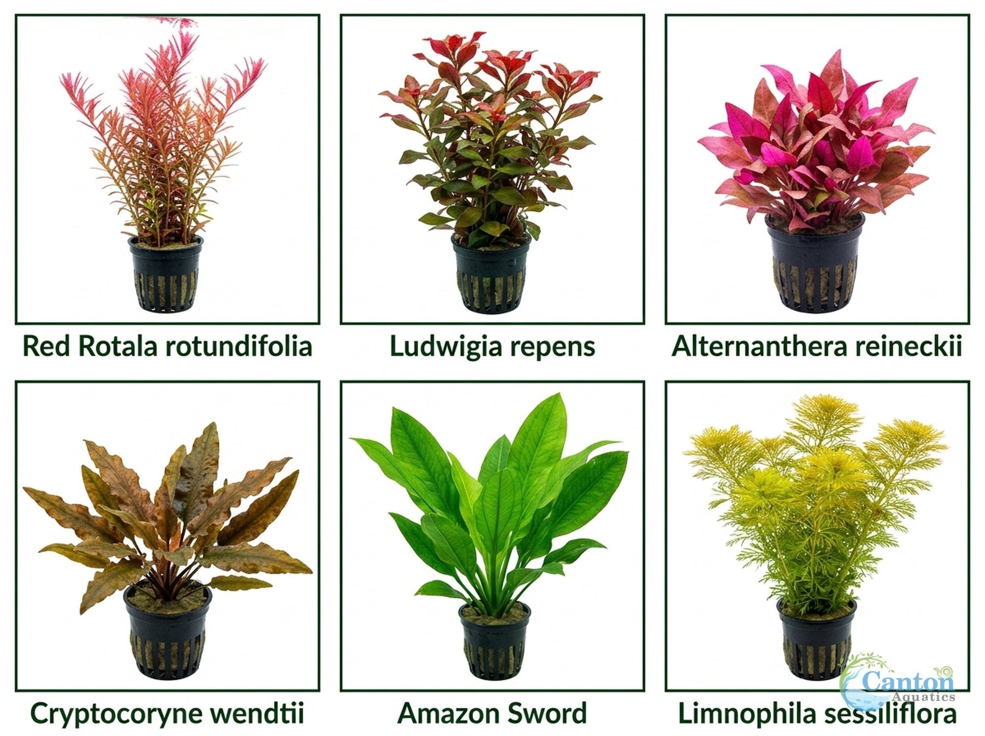 Bright Color Aquarium Plant Bundle – 6 Stunning Live Plants