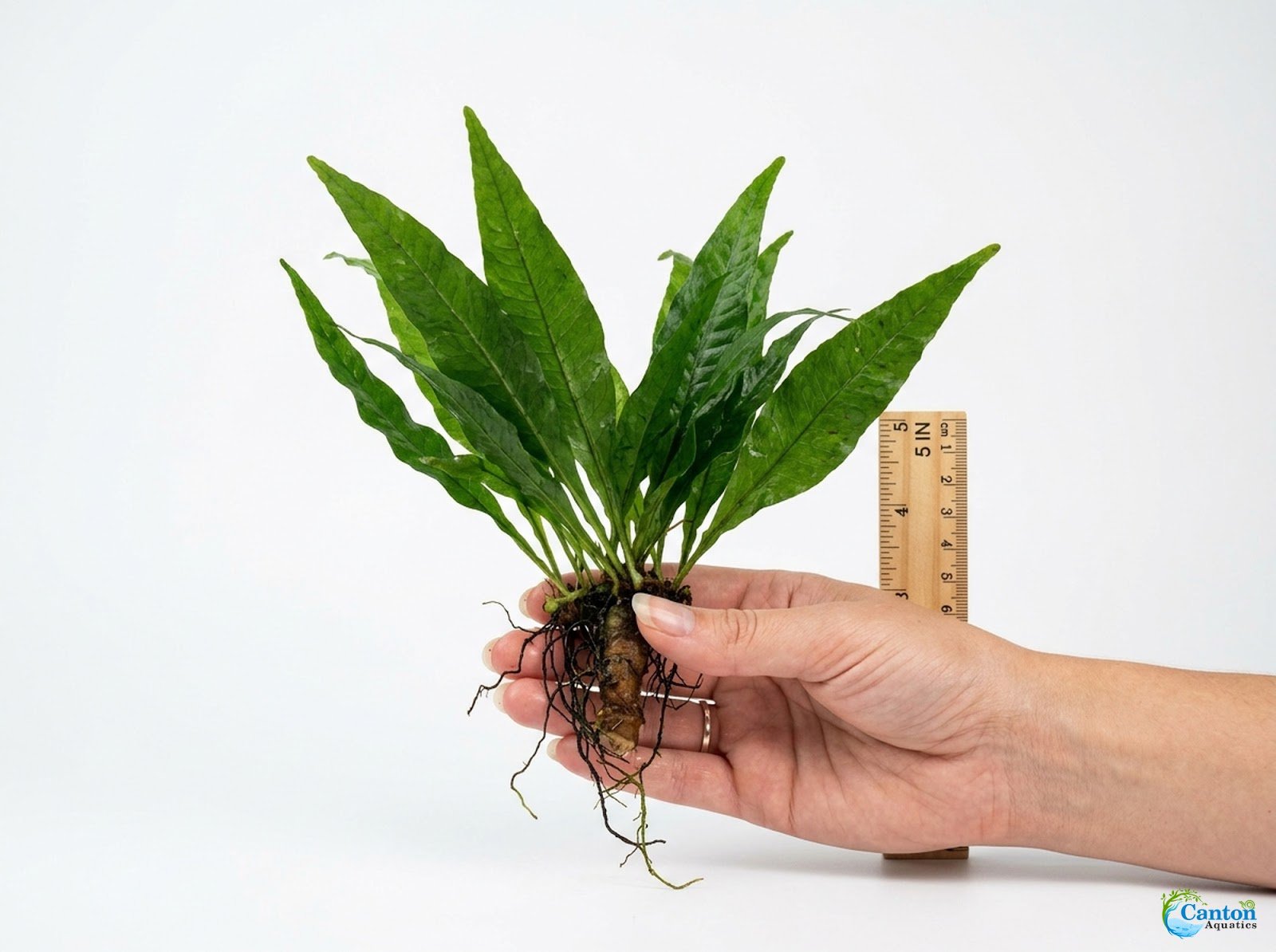 Java Fern Microsorum
