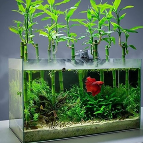 Lucky Bamboo Plant (Dracaena Sanderiana)