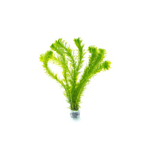 Anacharis Egeria Densa in 2 Inch Pot Live Aquarium Plants