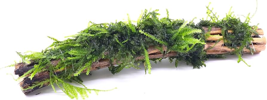 Moss On DriftWood
