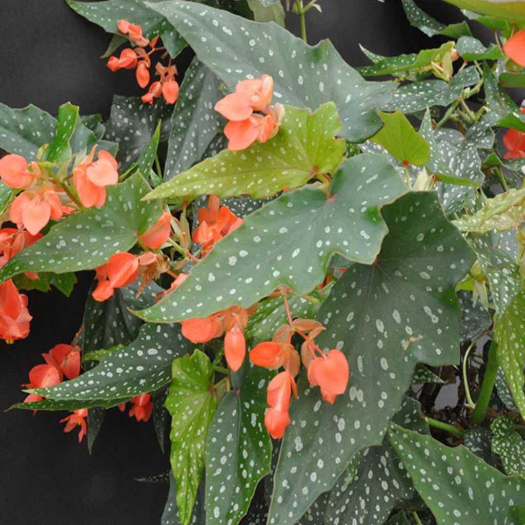 Angel Wing Begonia Lois Burke