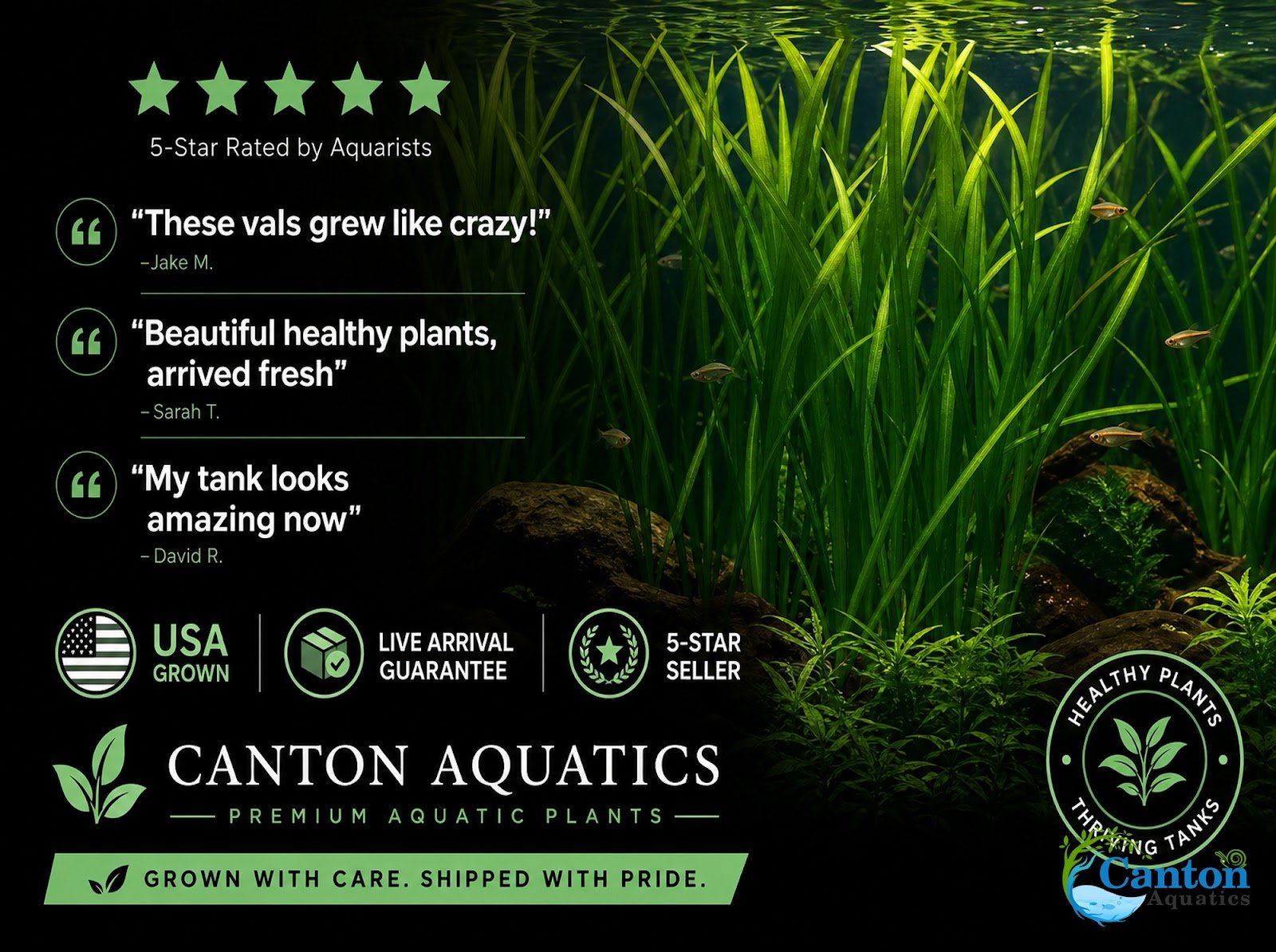 18 Plant Pack Valisnaria Vals Live Aquarium Plants