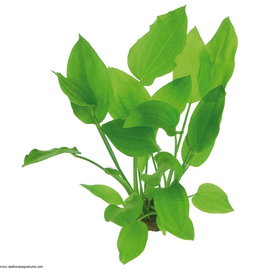 Grandifolius "Rangeri" Sword Argentinensis