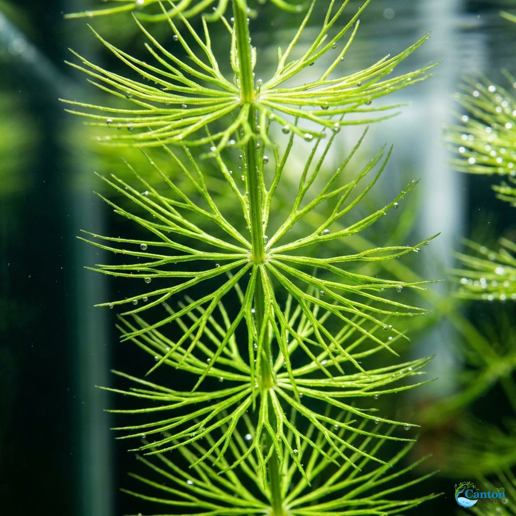 Hornwort Bunch