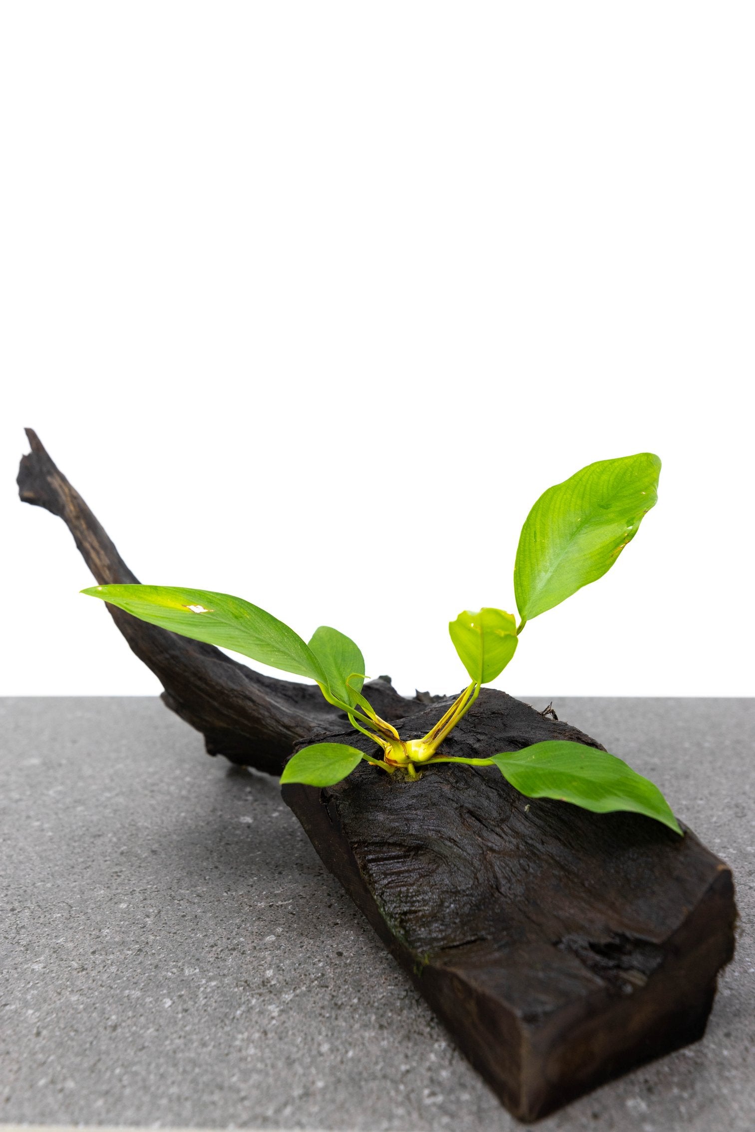 Anubias Nancon